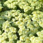 Nuestras aquileas perennes para un jardín bonito todo el año