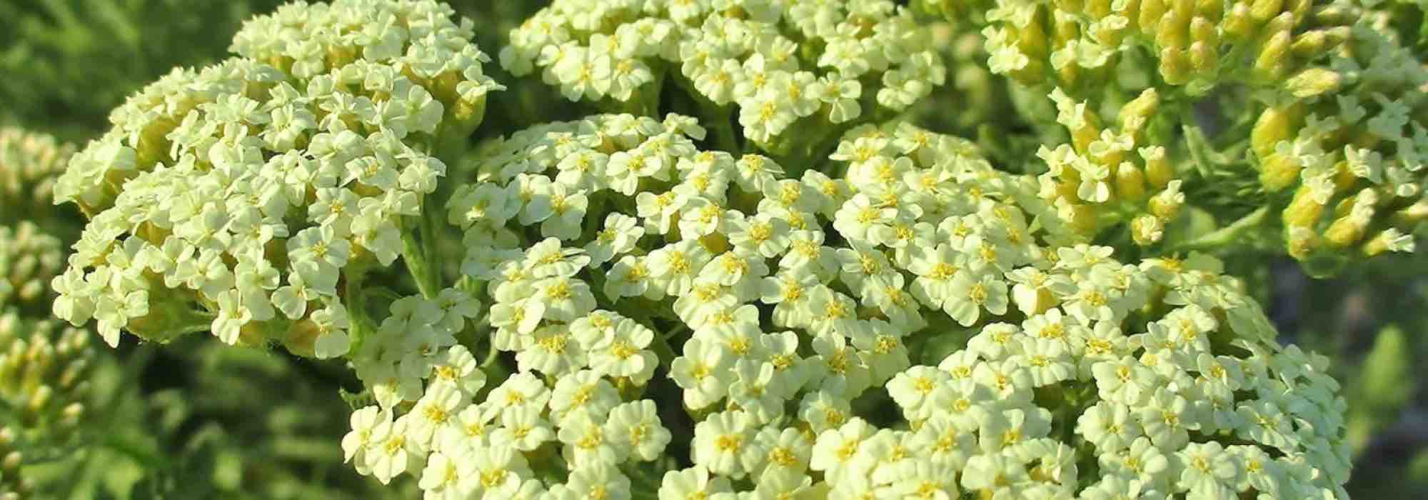Nuestras aquileas perennes para un jardín bonito todo el año
