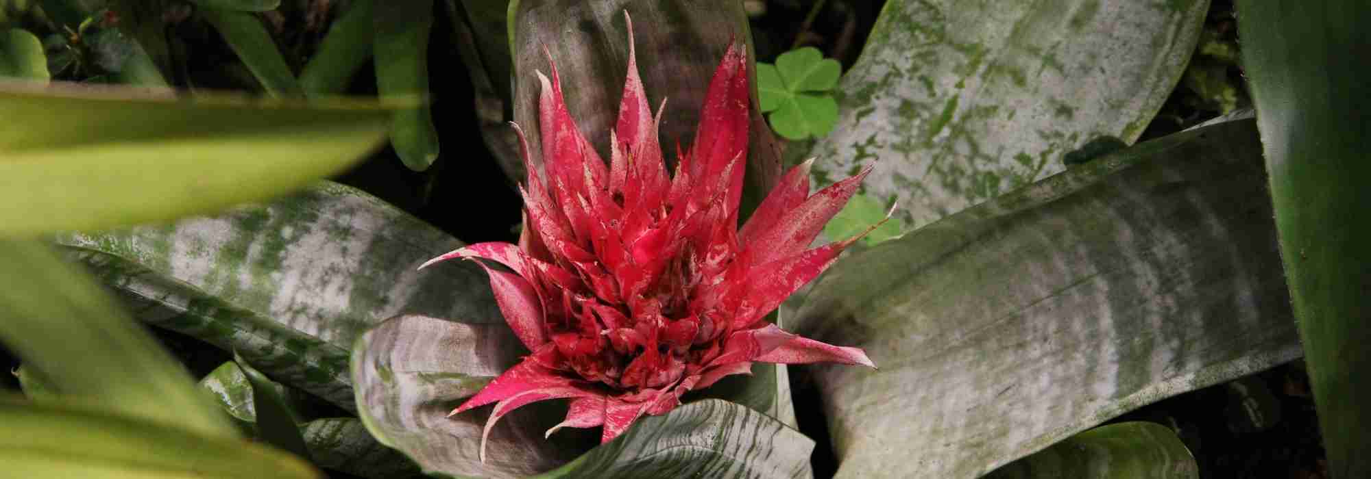 Aechmea: plantación, cultivo y cuidados