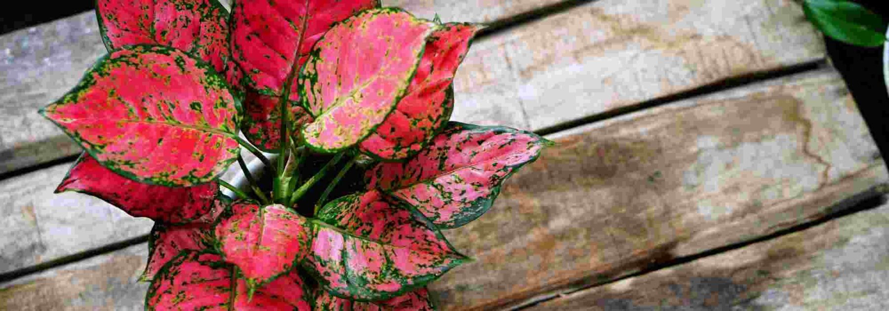 Aglaonema: plantación, cultivo y cuidados