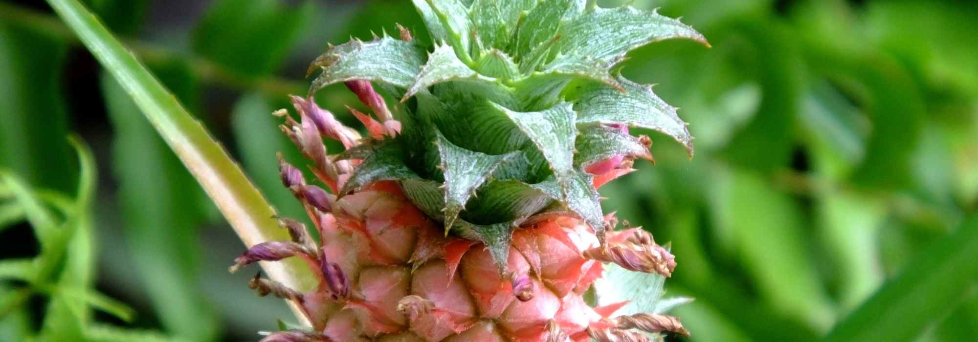 Piña: plantación, cultivo y propagación