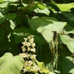 Árbol de sombra: elige el Catalpa para un jardín fresco y elegante