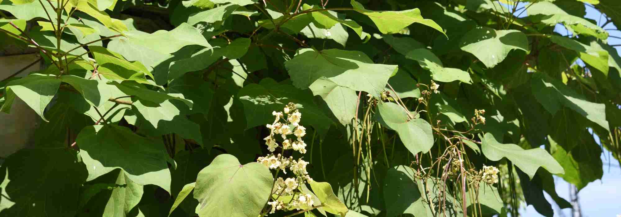 Árbol de sombra: elige el Catalpa para un jardín fresco y elegante