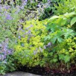 7 ideas bonitas para asociar las vivaces con flores verdes