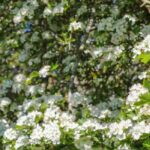 Nuestras espinos de flor blanca indispensables para el jardín