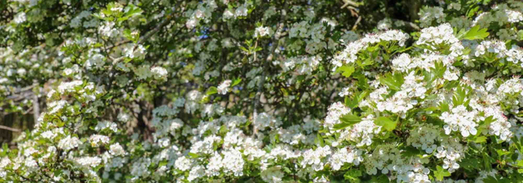 Nuestras espinos de flor blanca indispensables para el jardín