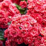 Descubra los Espino de flores rosadas y rojas