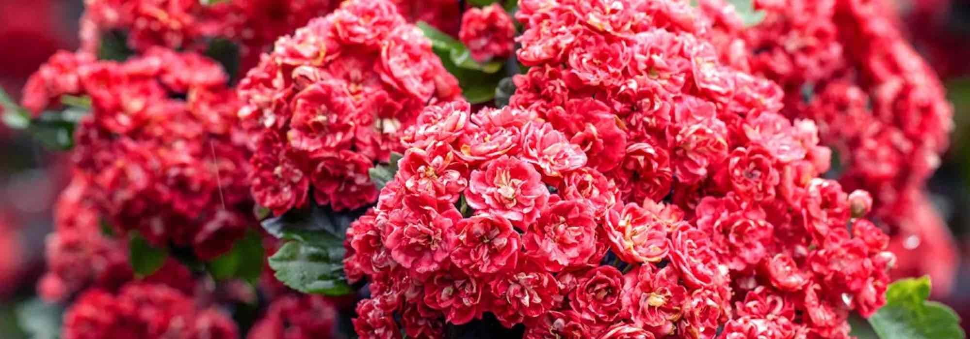 Descubra los Espino de flores rosadas y rojas