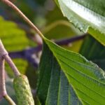 Cómo elegir un aliso: encontrar el árbol ideal para tu jardín