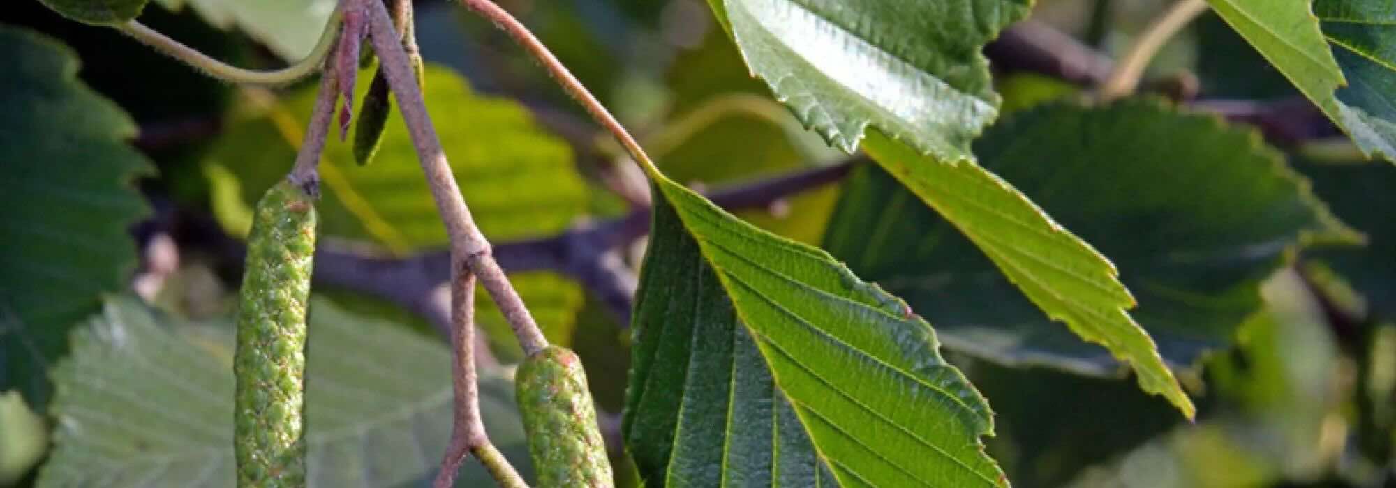 Cómo elegir un aliso: encontrar el árbol ideal para tu jardín