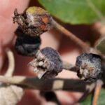 Las bacteriosis de las plantas: cómo tratarlas y cómo evitarlas