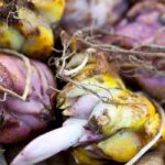 Los 7 bulbos de primavera con flores moradas para adoptar en el jardín