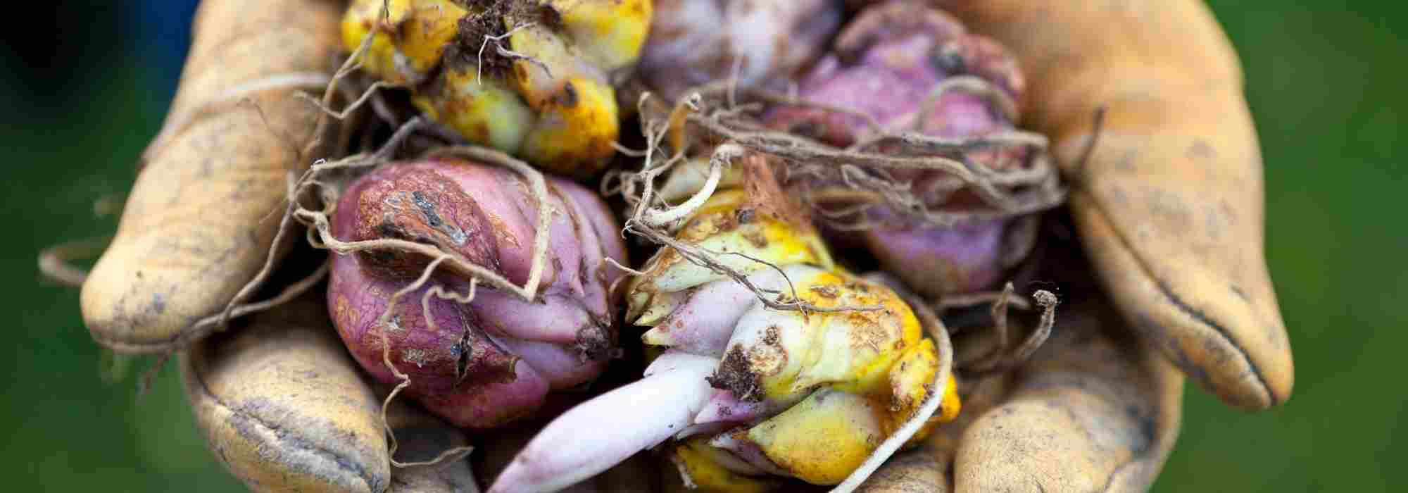 Los 7 bulbos de primavera con flores moradas para adoptar en el jardín