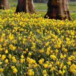 10 imprescindibles bulbos de primavera con flores amarillas