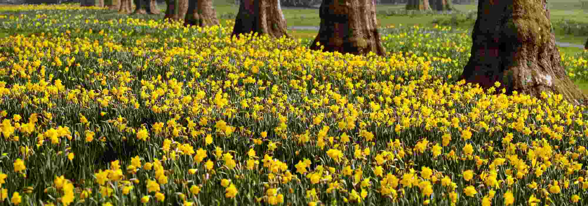 10 imprescindibles bulbos de primavera con flores amarillas