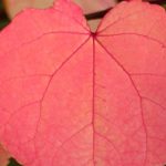 ¿Cómo elegir bien un Katsura o Cercidiphyllum?