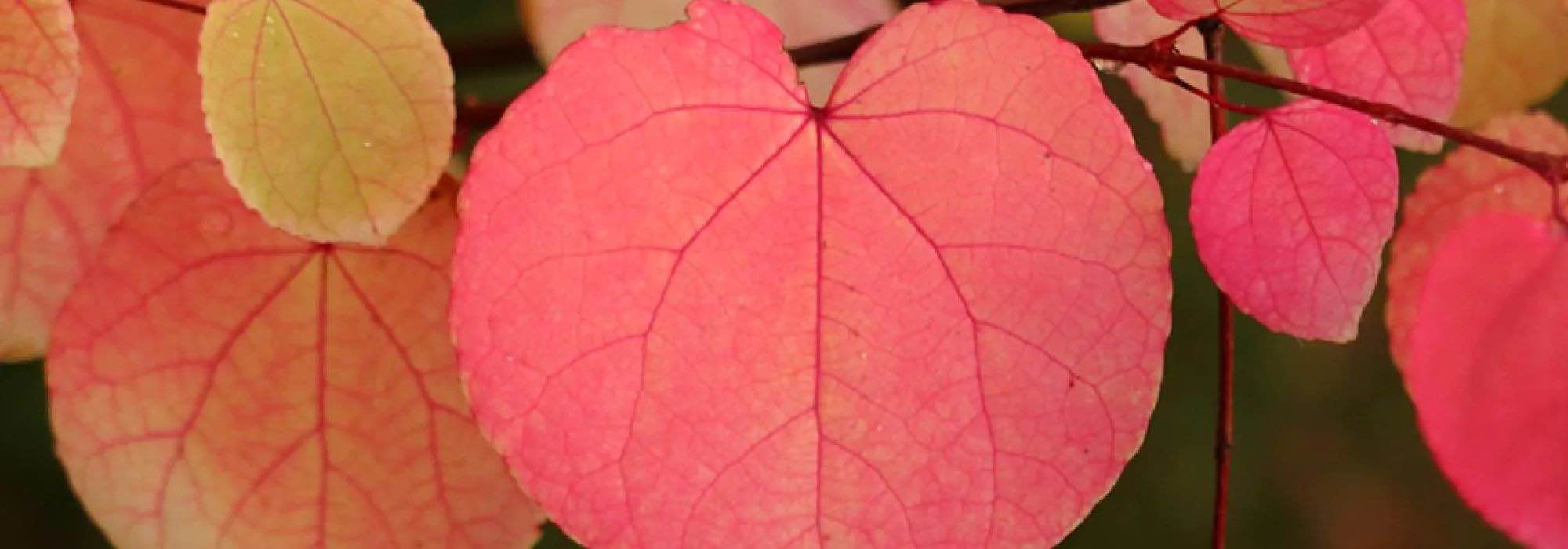 ¿Cómo elegir bien un Katsura o Cercidiphyllum?