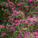 Elegir bien su espino para el jardín