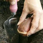 ¿Cómo plantar los bulbos de primavera en terreno abierto?