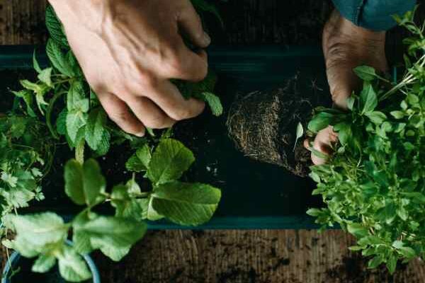 ¿Cómo plantar las plantas aromáticas en el jardín?