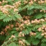 ¿Cómo plantar un Albizia o Acacia de Constantinopla?