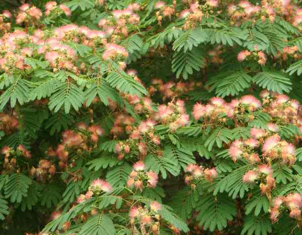 ¿Cómo plantar un Albizia o Acacia de Constantinopla?