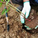 ¿Cómo plantar una planta vivácea?