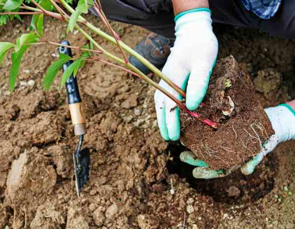 ¿Cómo plantar una planta vivácea?