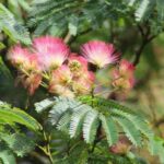 ¿Cómo rejuvenecer una vieja Albizia (o árbol de la seda)?