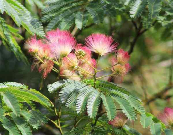 ¿Cómo rejuvenecer una vieja Albizia (o árbol de la seda)?