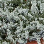 Los coníferos enanos: perfectos para los Pequeños jardines