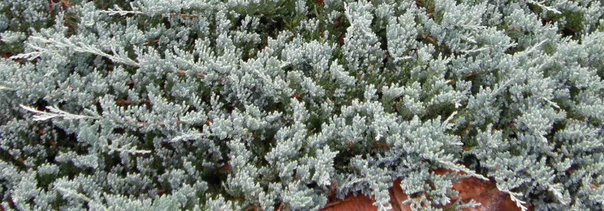 Los coníferos enanos: perfectos para los Pequeños jardines