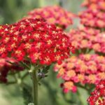 Cultivar una milenrama en maceta: nuestros consejos