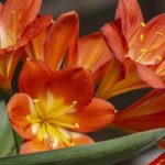 Cultivar un clivia en interior