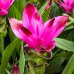 Cultivar la Cúrcuma en maceta: todos nuestros consejos