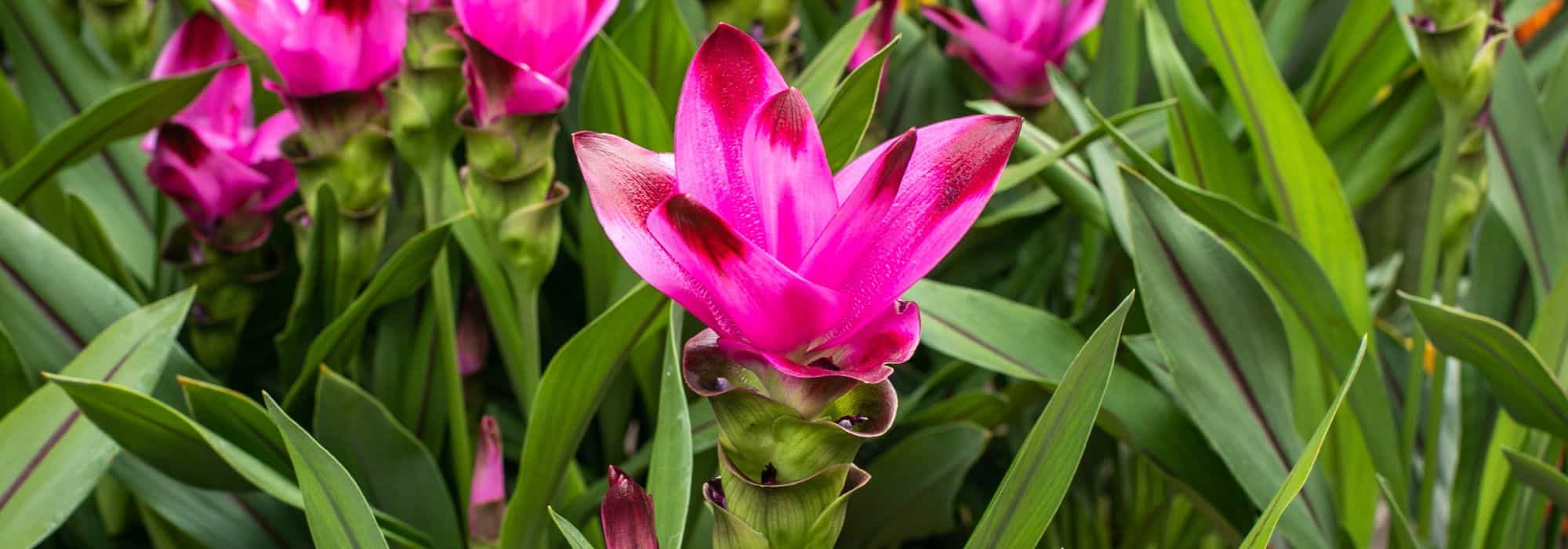 Cultivar la Cúrcuma en maceta: todos nuestros consejos