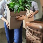 ¿Cómo trasplantar tus plantas sin causarles daños?