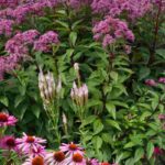 Inflorescencias: todo lo que necesitas saber sobre las diferentes formas de floración de las plantas
