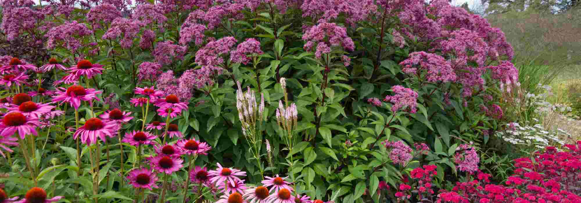Inflorescencias: todo lo que necesitas saber sobre las diferentes formas de floración de las plantas