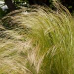 ¿Cómo dividir un stipa para lograr una Propagación con éxito?