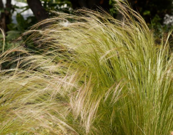 ¿Cómo dividir un stipa para lograr una Propagación con éxito?