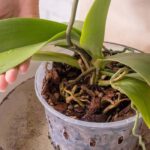 El mantenimiento de las orquídeas Phalaenopsis a lo largo de las estaciones