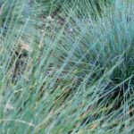 ¿Qué graminéas plantar en un pequeño jardín?