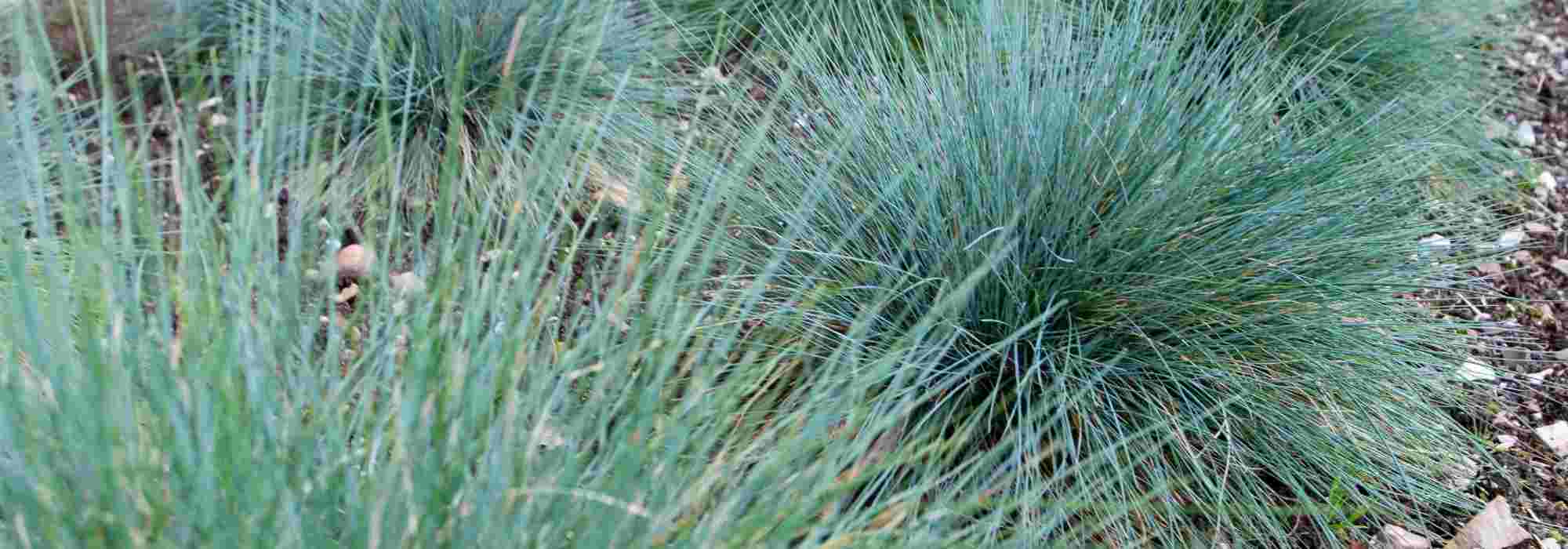 ¿Qué graminéas plantar en un pequeño jardín?