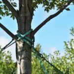 ¿Cómo Atirantar un arból?