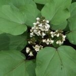 Plantar y cultivar un Catalpa en potée