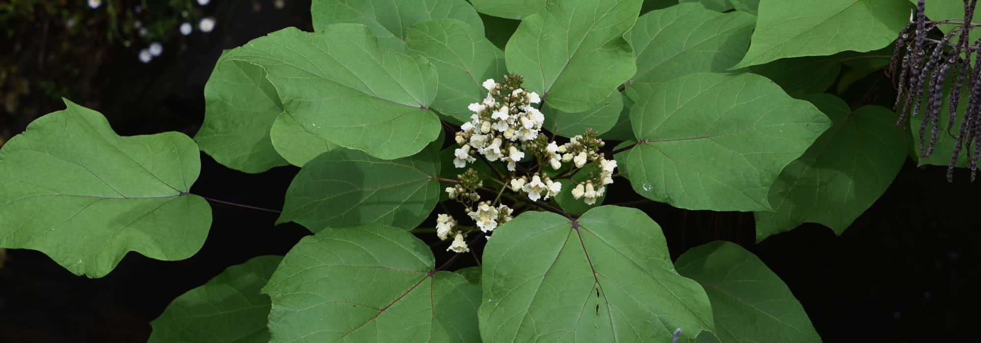 Plantar y cultivar un Catalpa en potée
