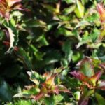 Acebos azules: variedades para estructurar jardín y terraza