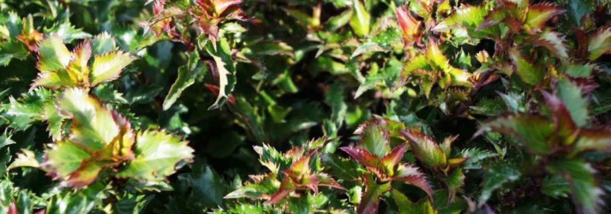 Acebos azules: variedades para estructurar jardín y terraza