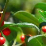 Acebo sin espinas: nuestras variedades para un jardín elegante y accesible